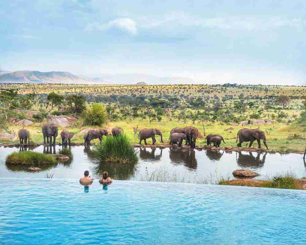 African Elephants at a watering hold - photo courtesy of Micato Safaris