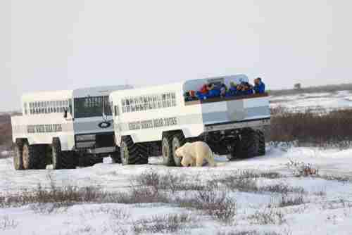 Image of two tundra buggies used for taking tourists on the Canadian tundra for viewing Polar Bears. Tourists are on the open deck of the buggy and are photographing a bear.