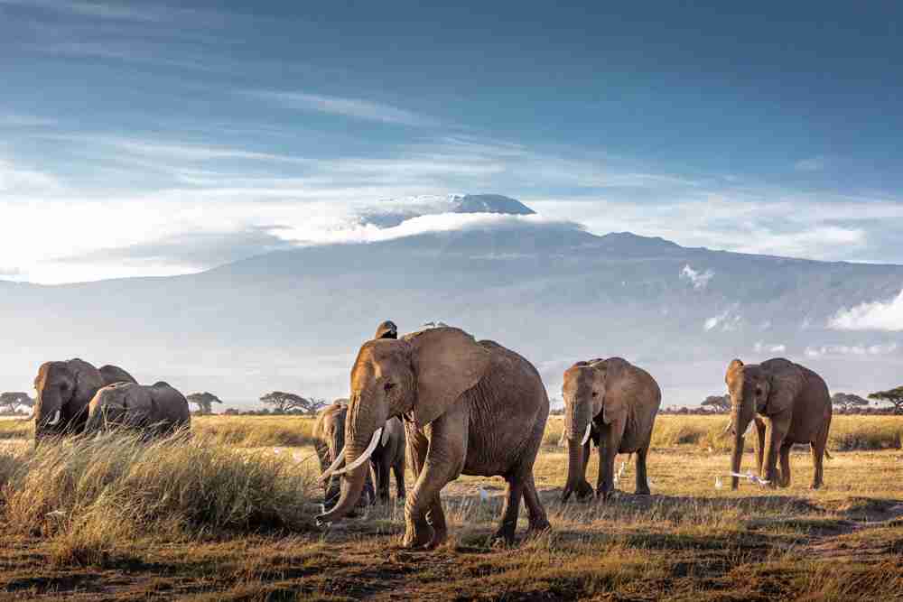 Lions in Amboseli National Park, Kenya