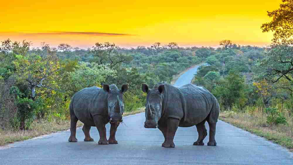 Rhinos on a paved road in Kruger National Park