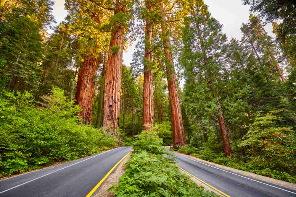 A divided road in Sequoia National Park, California
