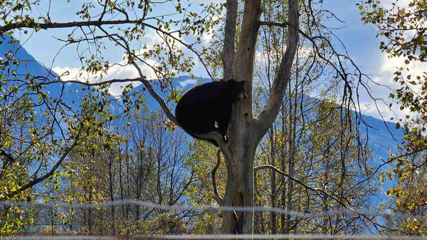 Bear in a tree
